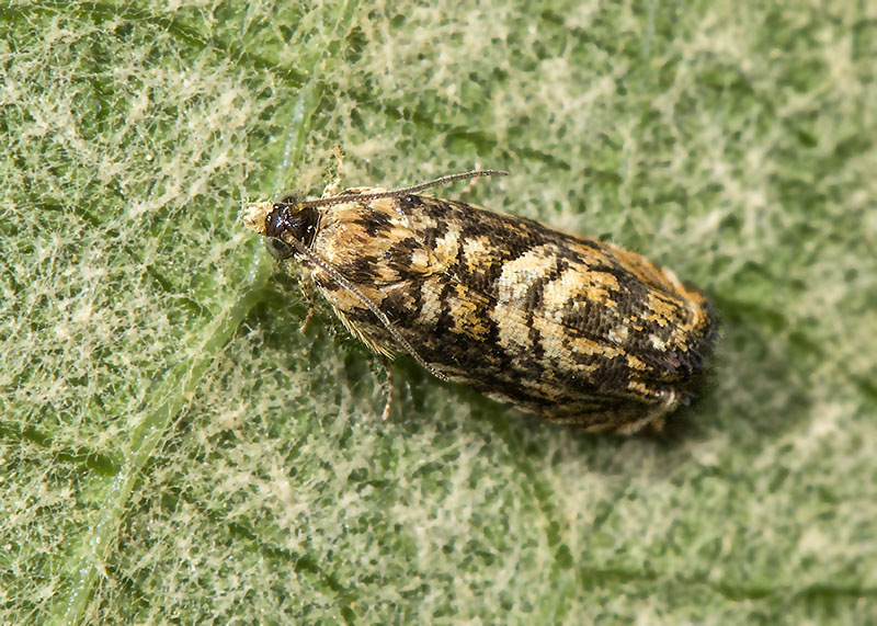 Tortricidae - Pammene gallicolana